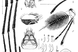Culex secundus: cabeza y uñas del macho y la hembra; tórax, patas y genitalia de la hembra (Photo: Valencia, 1973).