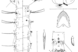 Larva de Culex secundus (Foto: Valencia, 1973).