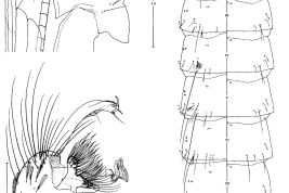 Estructuras de la genitalia masculina y pupa de Culex soperi (Foto: Valencia, 1973).