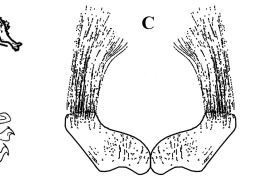 Estructuras de la genitalia masculina de Culex serratimarge. A. Gonostilo del gonocoxito; B. Lóbulo subapical del gonocoxito; C. Tergito IX; D. Placa lateral (Fotos: A,B,D: Duret, 1954; C: Root, 1927).