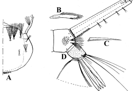 Larva de Culex spinosus. A. Cabeza; B. Dientes del peine; C. Espinas del pecten; D. Segmentos abdominales VIII-X y sifón (Foto: Lutz, 1905).