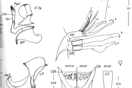 Female and male genitalia structures and cibarial armature of Culex taeniopus. a = seta a of pSL; AeS = aedeagal sclerite; b = seta b of pSL; CA = cibarial armature; Ce = cercus; CiB = cibarial bar; CT = cibarial tooth; dSL = distal division of subapical lobe; f = foliform seta of dSL; Gc = gonocoxite; Gs = gonostylus; h = hooked seta of dSL; IsS = insular seta; l = leaf seta of dSL; LP = lateral plate; lsp = lateral setal patch; PGL = postgenital lobe; pSL = proximal division of subapical lobe; s = saberlike seta of dSL; UVL = upper vaginal lip; UVS = upper vaginal sclerite; IX-Te = tergum IX (Photo: Mureb-Sallum & Forattini, 1996).