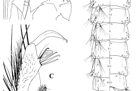 Pupa and male genitalia of Culex tatoi. A. Cephalothorax; B. Postnotum and abdominal segments; C. Gonocoxopodite, lateral plate, paraproct and tergum IX (Photo: Casal & García, 1971).