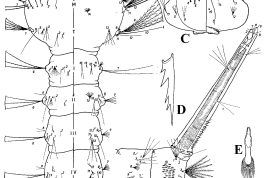 Larva de Culex tatoi. A. Tórax y segmentos abdominales I–VI; B. Mentón dorsal; C. Cabeza; D. Diente del peine; E. Espina del pecten ; F. Segmentos abdominales VII–X y sifón (Foto: Casal & García, 1971).