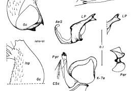 Estructuras de la genitalia masculina de Culex theobaldi. a: cerda a del pSL; AeS: esclerito aedeagal; b: cerda b del pSL; BP: pieza basal; CEc: esclerito cercal; dSL: división distal del lóbulo subapical; f: cerda f; Gc: gonocoxito; Gs: gonostilo; h: cerda en forma de gancho del pSL; l: cerda hoja; LP: placa lateral; lsp: mechón de cerdas lateral; Par: parámero; Ppr: paraprocto; pSL: división proximal del lóbulo subapical; s: cerda en forma de sable; VIII-Te: tergito VIII; IX-Te: tergito IX (Foto: Forattini & Mureb-Sallum, 1989).