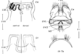 Female cibarial armature and female genitalia structures of Culex theobaldi. CA: cibarial armature; Ce: cercus; CiB: cibarial bar; Ct: cibarial tooth; IsS: insular seta; PGL: postgenital lobe; UVL: upper vaginal lip; UVS: upper vaginal sclerite; IX-Te: tergum IX (Photo: Forattini & Mureb-Sallum, 1989).