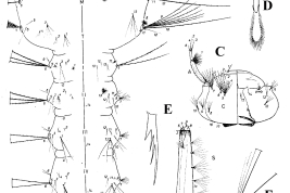 Larva of Culex tramazayguesi. A. Thorax and abdominal segments I–VI; B. Dorsomentum; C.  Head; D. Comb scales; E. Pecten spines; F. Abdominal segments VII–X. A = antenna, M = mesothorax, P = prothorax, S = siphon, T = metathorax, I–X = abdominal segments (Photo: Casal & García, 1968).