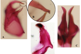 Estructuras de la genitalia masculina de Culex tramazayguesi. A. Gonocoxito; B. Detalle del gonostilo; C. Placa lateral; D. Paraprocto (Foto: M. Laurito).