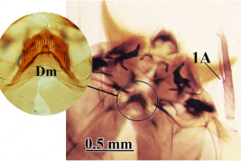 Head of the larva of Culex acharistus. A: antenna; Dm: dorsomentum (Photo: Linares et al., 2016).