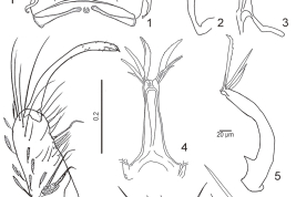 Estructuras de la genitalia femenina y masculina de Anopheles annulipalpis. 1. Genitalia femenina; 2–9. Genitalia masculina: 2. lóbulo dorsal del claspete, 3. cerdas del lóbulo dorsal del claspette; 4. edeago; 5. vista lateral del edeago; 6. aspecto dorsal del gonocoxito y gonostilo; 7. lóbulo ventral del claspete; 8. detalle del lóbulo ventral del claspete; 9. Tergito-IX. (Foto: Rossi, 2017)