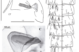 Pupa de Anopheles annulipalpis. A. CT: cefalotórax; B. MT: metatórax y segmentos abdominales I-VIII; C. trompeta; Pa: paleta (Foto: Rossi, 2017).