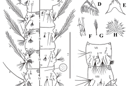 Larva de Anopheles annulipalpis. A. pro: P, meso: M y metatórax (T), y segmentos abdominales I-VI; B. cabeza; C. segmentos abdominales VII–X vista lateral; D. plato del pecten ; E. mentón dorsal; F. detalle de la antena; G. cerda 3-C alternativa; H. cerda 1-III (Foto: Rossi, 2017).