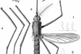Adults of Isostomyia paranensis. A., dorsal aspect of female; B. lateral aspect of abdomen of female; C. lateral aspect of thorax of female; D. lateral aspect of head of male; E. lateral aspect of legs of female; F. claws of female; G. claws of male (Photo: Campos & Zavortink, 2010).
