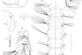 Larva de Isostomyia paranensis. A. cabeza, Dm: mentón dorsal, Mx: maxila; B. tórax y segmentos abdominales I–VI; C. segmentos abdominales VII, VIII y X con sifón (S), CS: escamas de peine (Foto: Campos & Zavortink, 2010).