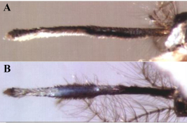 Proboscis of a male of Onirion brucei. A. Left side; B. Ventral surface (Photo: Harbach & Peyton, 2000).