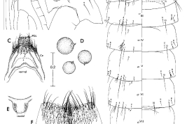Pupa y genitalia femenina de Onirion brucei. A, B. Pupa. A. Lado izquierdo del cefalotórax, dorsal a la derecha; B. Aspectos dorsales (izquierdo) y ventral (derecho) del metatórax y el abdomen. C –H. Genitalia femenina: C. Lóbulo postgenital y cercos; D. Cápsulas espermáticas; E. Insula; F. Tergito VIII; G. Tergito IX; H. Esterno VIII (Foto: Harbach & Peyton, 2000).