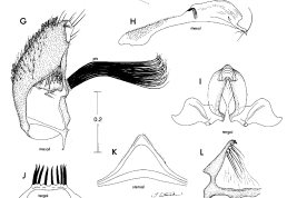 Male genitalia of Onirion brucei. A. Gonocoxite; B. Gonostylus; C. Aedeagus with parameres and basal pieces attached; D. Tergum IX; E. Sternum IX; F. Proctiger (Photo: Harbach & Peyton, 2000).