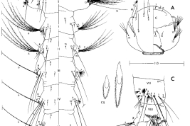 Larva de cuarto estadio de Onirion brucei. A. Cabeza, dorsal y ventral del lado izquierdo; B. Tórax y segmento abdominal I-VI, dorsales y ventrales del lado izquierdo; C. Segmentos abdominales VII-X, lado izquierdo (Foto: Harbach & Peyton, 2000).