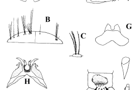 Larva, pupa and male genitalia structures of Uranotaenia apicalis. A. Dorsal and ventral views of head; B. Dorsal and ventral views of prothorax; C. Lateral hairs of abdominal segment I; D. Lateral view of terminal abdominal segments; E. Trumpet of pupa; F. Lateral view of the dististyle; G. Tergum IX; H. Dorsal view of the phallosome; I. Lateral view of the phallosome (Photo: Gallindo et al., 1954).