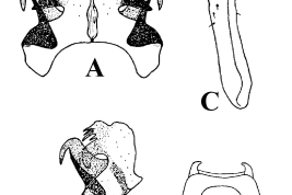 Estructuras de la genitalia masculina de Uranotaenia ditaenionota. A. Vista dorsal del falosoma; B. Vista lateral del falosoma; C. Vista lateral del dististilo; D. Tergito IX (Foto: Gallindo et al., 1954).