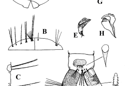 Larva, pupa y estructuras de la genitalia masculina de Uranotaenia leucoptera. A. Vistas dorsal y ventral de la cabeza; B. Vistas dorsal y ventral del protórax; C. Cerdas laterales del segmento abdominal I; D. Vista lateral de los segmentos abdominales terminales; E. Trompeta de la pupa; F.; Vista dorsal del falosoma; G. Vista lateral del disistilo; H. Vista lateral del falosoma; I. Tergito IX (Foto: Gallindo et al., 1954).