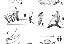 Larva, pupa y estructuras de la genitalia masculina de Uranotaenia lowii. A. Vistas dorsal y ventral de la cabeza; B. Vistas dorsal y ventral del protórax; C. Cerdas laterales del segmento abdominal I; D. Vista lateral de los segmentos abdominales terminales; E. Trompeta de la pupa; F.; Vista dorsal del falosoma; G. Vista lateral del disistilo; H. Vista lateral del falosoma; I. Tergito IX (Foto: Gallindo et al., 1954).