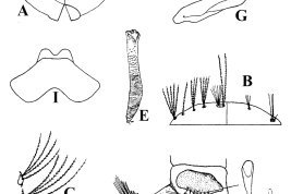 Larva, pupa y estructuras de la genitalia masculina de Uranotaenia pulcherrima. A. Vistas dorsal y ventral de la cabeza; B. Vistas dorsal y ventral del protórax; C. Cerdas laterales del segmento abdominal I; D. Vista lateral de los segmentos abdominales terminales; E. Trompeta de la pupa; F.; Vista dorsal del falosoma; G. Vista lateral del disistilo; H. Vista lateral del falosoma; I. Tergito IX (Foto: Gallindo et al., 1954).