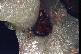 Hueco de árbol, sitio de cría de Toxorhynchites theobaldi (Foto: R. E. Campos)