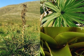 Eryngium horridum, host plant of the immature stages of Culex castroi (a. general view, b. rosette, c. axils with water) (Photo: R. E. Campos)