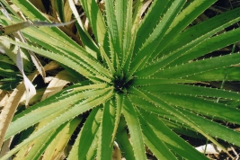 Eryngium horridum, planta hospedadora de los estados inmaduros de Culex renatoi (Foto: R. E. Campos)