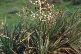 Eryngium cabrerae, planta hospedadora de los estados inmaduros de Culex hepperi (Foto: R. E. Campos)