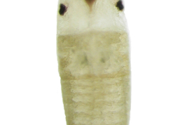 Vista dorsal de una larva farada de Ochlerotatus albifasciatus dentro del huevo diafanizado (Foto: R. E. Campos)