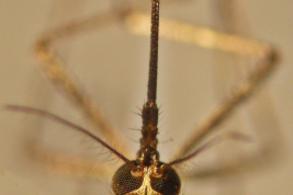 Vista dorsal de la cabeza de una hembra de Ochlerotatus albifasciatus (Foto: R. E. Campos)