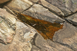 Hueco en roca, sitio de cría de Ochlerotatus milleri (Foto: R. E. Campos)