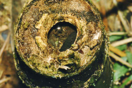 Guadua chacoensis stump, breeding site of Ochlerotatus terrens (Photo: R. E. Campos)