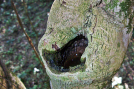 High tree hole, breeding site of Haemagogus leucocelaenus (Photo: R. E. Campos)