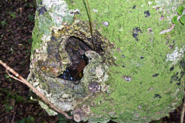 Hueco de árbol, sitio de cría de Sabethes albiprivus (Foto: R. E. Campos)