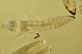 Larva de Ochlerotatus albifasciatus saliendo del huevo diafanizado (Foto: R. E. Campos)