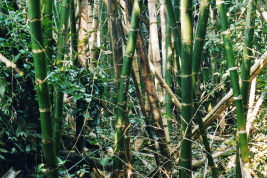 Cañaveral de Guadua chacoensis, hábitat de Toxorhynchites bambusicola (Foto: R. E. Campos)