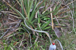 Aechmea distichantha, planta hospedadora de Toxorhynchites bambusicola (Foto: R. E. Campos)
