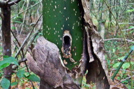Internudo de Guadua chacoensis, sitio de cría de Toxorhynchites bambusicola (Foto: R. E. Campos)