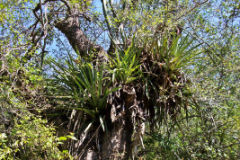 Aechmea distichantha, planta hospedadora de Toxorhynchites solstitialis (Foto: R. E. Campos)