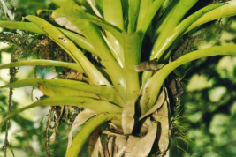 Vriesea friburguensis, breeding site of Toxorhynchites solstitialis (Photo: R. E. Campos)