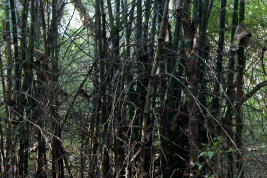 Hábitat y sitio de cría (Guadua chacoensis) de Sabethes aurescens (Foto: R. E. Campos)