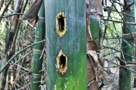 Guadua chacoensis internode, Sabethes aurescens breeding site (Photo: R. E. Campos)
