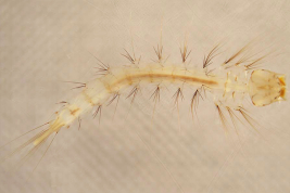 Larva de Sabethes aurescens (Foto: R. E. Campos)