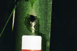 Merostachys clausseni internode, Sabethes aurescens breeding site (Photo: R. E. Campos)