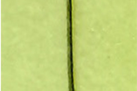 Pata posterior de la hembra de Nyssorhynchus argyritarsis (Foto: Díaz Nieto et al., 2020). 