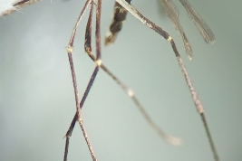 Female of Ochlerotatus patersoni (Photo: M. Laurito).
