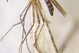 Hembra de Psorophora dimidiata (Foto: Stein et al., 2022).